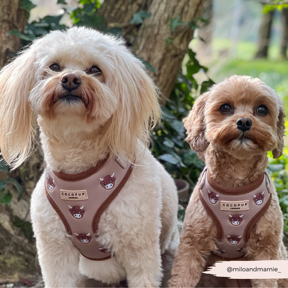 Harold the Highland Cow Adjustable Neck HARNESS: XXS