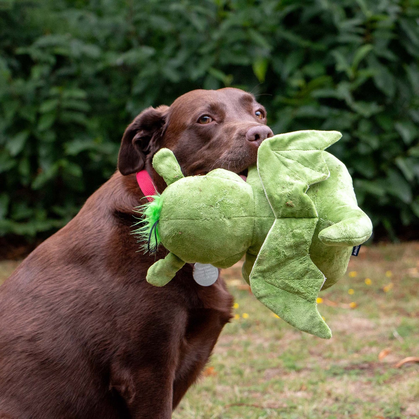 Playtime For Dogs Cuddly Sprout The Dragon