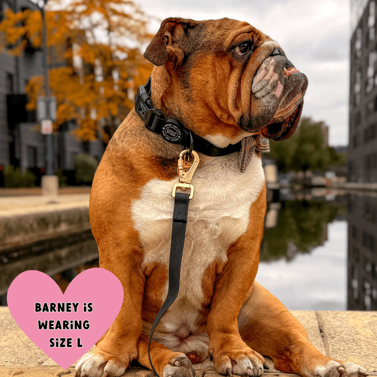 Waterproof Dog Lead - Colour Drops - Jet Black