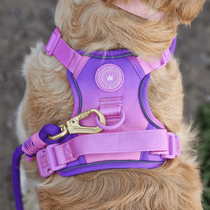 Rope Dog Lead COLOUR DROPS® - Love that for you